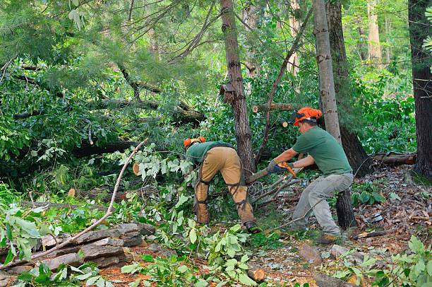 Best Tree Health Inspection  in Bermuda Run, NC